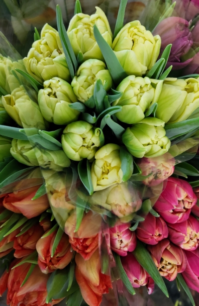 Lilleilu Pärnu turul- esimesed õied